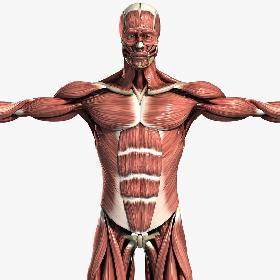 Muscular & Skeletal System Anatomy Pack (Textured)